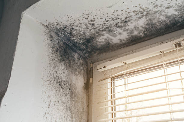 Affordable Basement Mold Removal solutions in Lawrenceville, NJ